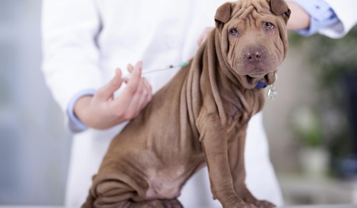 Por qué es importante vacunar a mi perro