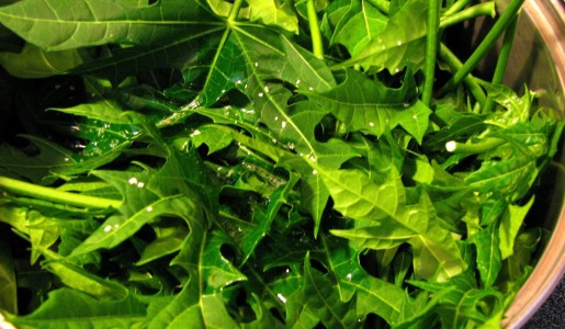 Contraindicaciones de la chaya