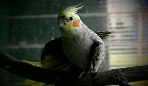 Cómo cuidar a una ninfa