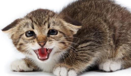 Cómo regañar a mi gato