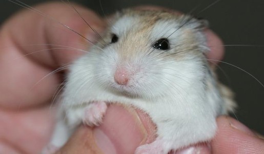 Cómo saber si mi hámster es macho o hembra