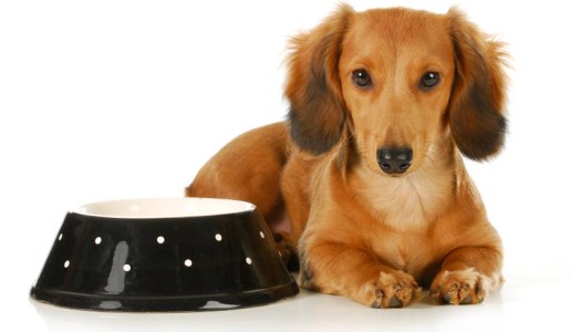 Cómo hacer que mi perro engorde