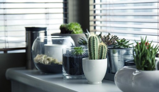 Plantas de interior con poca luz