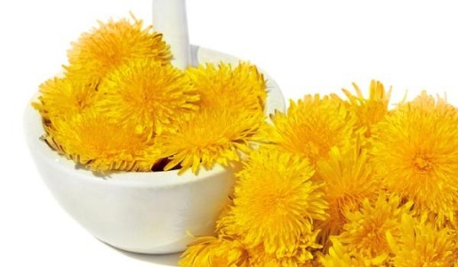 Contraindicaciones del diente de león