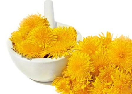 Contraindicaciones del diente de león