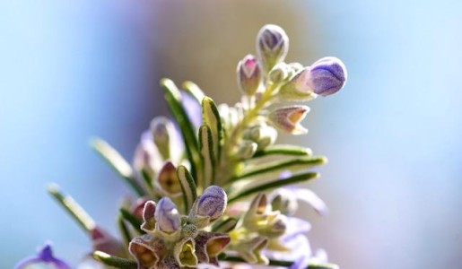 Cómo cuidar el romero