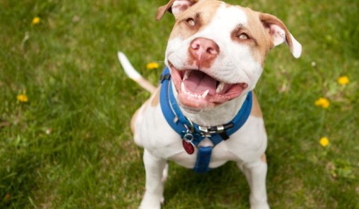 Qué necesito para tener un perro de raza peligrosa