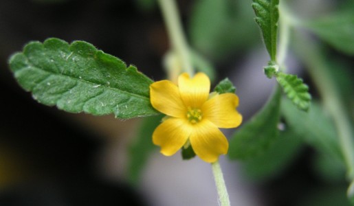 Propiedades de la damiana