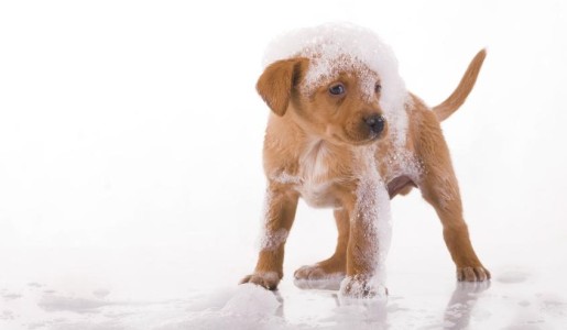 Cómo hacer champú para perros casero