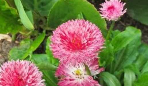 Qué hago con mis plantas en vacaciones