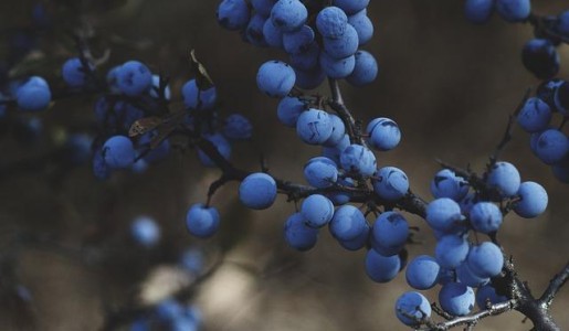 Hogar: Cómo cultivar arándanos