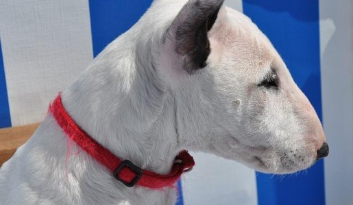 Cómo cuidar a un bull terrier