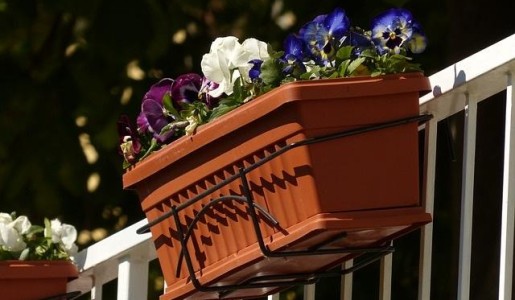 Cuáles son las mejores plantas para el balcón