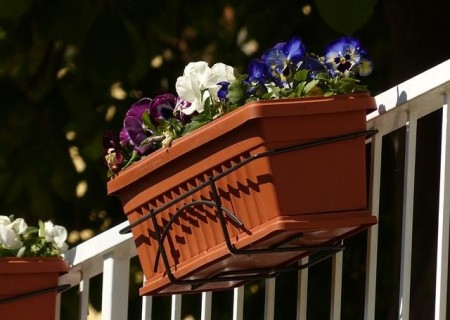 Cuáles son las mejores plantas para el balcón