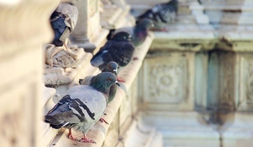 Cómo ahuyentar palomas