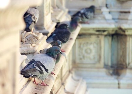 Cómo ahuyentar palomas