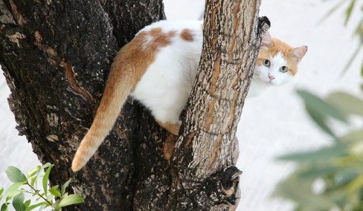 Qué hacer si mi gato se sube a un árbol