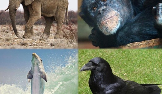Animales: Cuál es el animal más inteligente del mundo