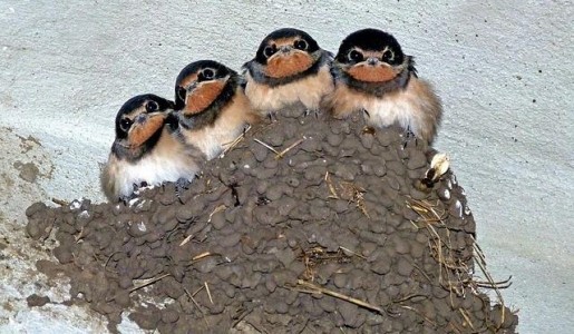 Cómo evitar que las golondrinas hagan nidos