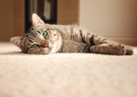 Cómo cuidar a un gato con diarrea