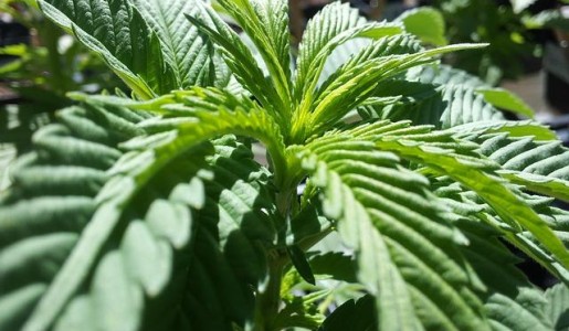 Cuáles son los beneficios del cannabis