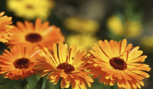 Hogar: Cómo plantar caléndula