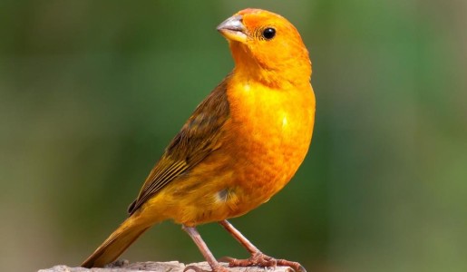 Cómo saber si mi canario es macho o hembra