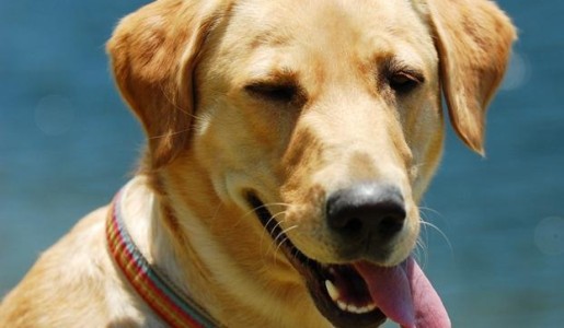 Cómo actuar si mi perro sufre un golpe de calor