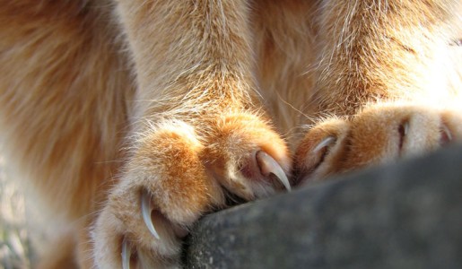 Como reparar arañones de tu gato en tus muebles de cuero