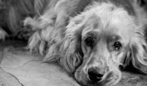 Animales: Cómo saber si mi perro tiene moquillo