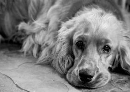 Animales: Cómo saber si mi perro tiene moquillo