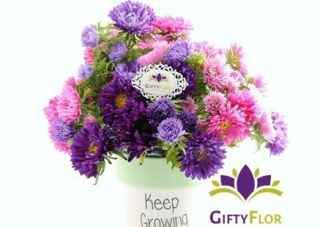 ¿Cómo saber cual tipo de flor regalar? - Tips Giftyflor